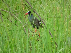 Porphyrio alleni