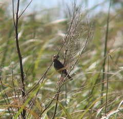 Cisticola juncidis