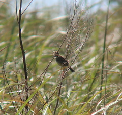 Cisticola juncidis
