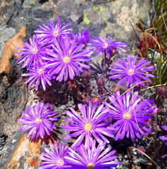 Lampranthus swartbergensis