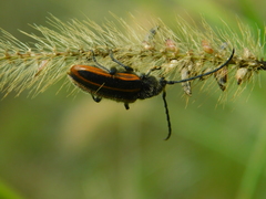 Neocrossidius trivittatus
