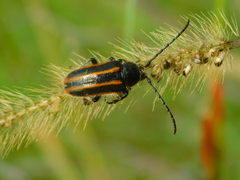 Neocrossidius trivittatus