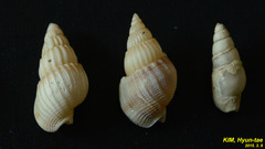 Nassarius variciferus