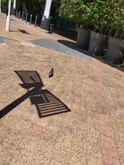 Columba livia domestica