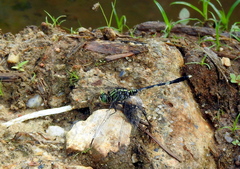 Orthetrum sabina