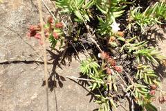 Crassula dependens
