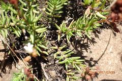 Crassula dependens
