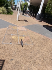 Columba livia domestica