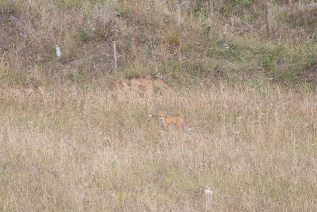 Red Fox from Суксунский р-н, Пермский край, Россия on August 28, 2021 ...