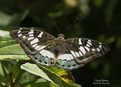 Euthalia adonia pinwilli