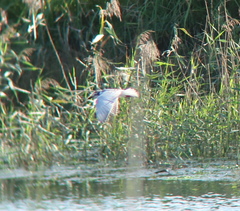 Chlidonias leucopterus