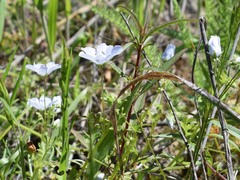 Nemophila menziesii