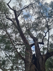 Eucalyptus piperita