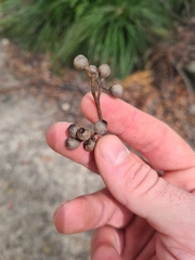 Eucalyptus piperita