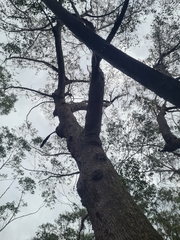 Eucalyptus piperita