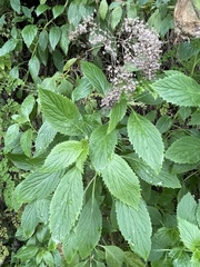Trachelium caeruleum