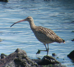 Numenius madagascariensis