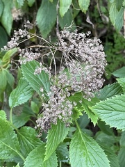 Trachelium caeruleum
