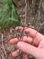 Eucalyptus piperita
