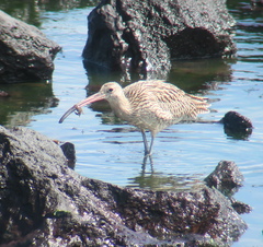 Numenius madagascariensis