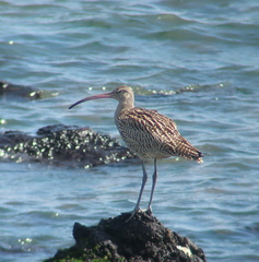 Numenius madagascariensis
