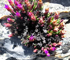 Ruschia altigena