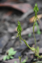 Pterostylis unicornis