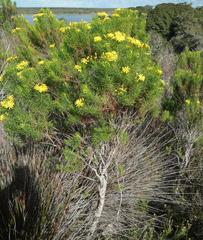 Euryops linearis