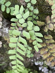 Adiantum cunninghamii