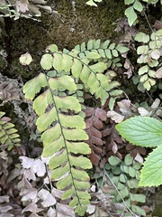 Adiantum cunninghamii