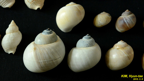 Laguncula pulchella