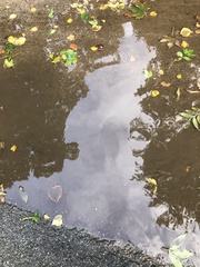 Cyprinus rubrofuscus