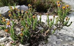 Felicia canaliculata
