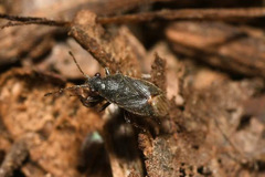 Stygnocoris