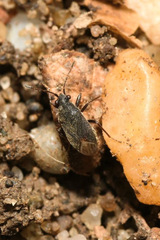 Stygnocoris