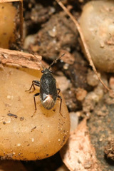 Stygnocoris