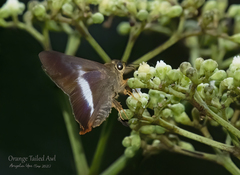 Bibasis sena uniformis