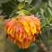 Liparia splendens - Photo (c) Derek Keats, μερικά δικαιώματα διατηρούνται (CC BY)