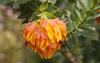 Orange Nodding-Head - Photo (c) Derek Keats, some rights reserved (CC BY)