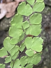 Adiantum raddianum