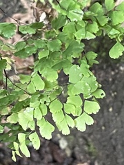Adiantum raddianum