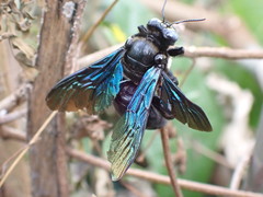 Xylocopa nasalis