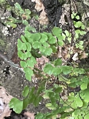 Adiantum raddianum
