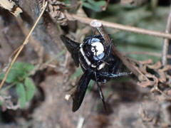 Xylocopa nasalis