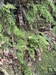Adiantum raddianum
