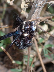 Xylocopa nasalis