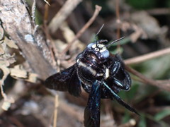 Xylocopa nasalis