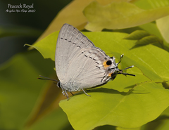 Tajuria cippus maxentius