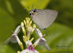 Tajuria cippus maxentius
