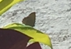 Callophrys xami